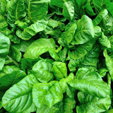 100 VIROFLAY SPINACH SEEDS NON-GMO FRESH FOR GARDENS Garden Plants