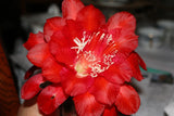 25+ FRESH SEEDS Epiphyllum Orchid Cactus YOSHIKO SHIRAIWA x SUPERSTITION red Orchids
