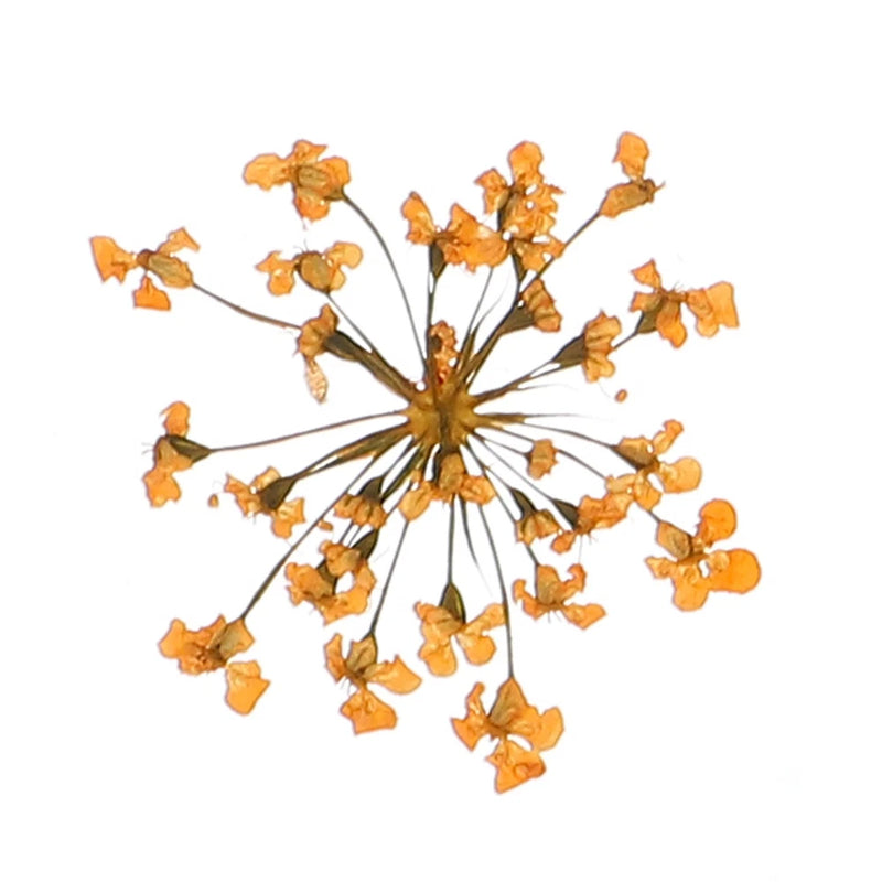 Orange dried pressed flower bunch for DIY crafts