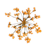 24Pcs Dried Pressed Flowers, Lace Flowers for DIY Making, Orange Dried Flower