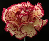 30+ RED AND WHITE CARNATION CHABAUD PICOTEE FLOWER SEEDS / PERENNIAL /GREAT GIFT Carnation