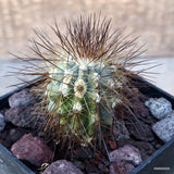 D3527 COPIAPOA KRAINZIANA V. BRUNISPINA pot10-H6-W5 cm MaMa Cactus Green Plant