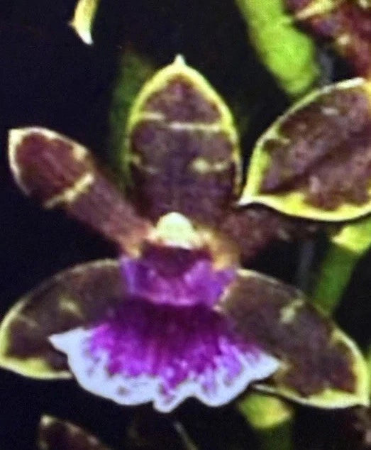 ORCHID PLANTS Galeopetalum Arlene AR 1 rooted bulb no pot Orchids