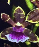 ORCHID PLANTS Galeopetalum Arlene AR 1 rooted bulb no pot Orchids
