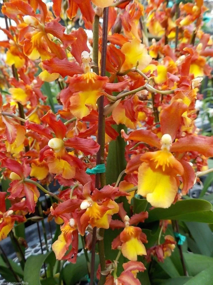 Orange, yellow, and red dendrobium orchids with green leaves on a flower spike