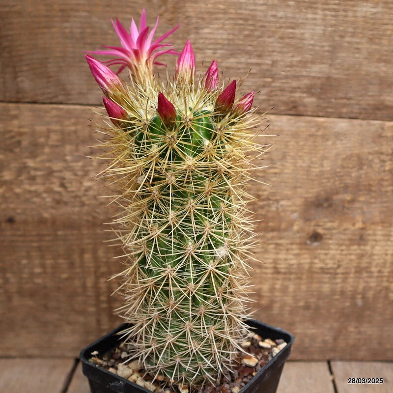 Potted cactus plant with spiky green stems and small pink blooms