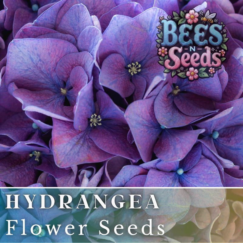 Nocturnal Nebula Hydrangea Seeds 85 or 250 Seeds Flower, Flower Seeds, Non GMO Hydrangea