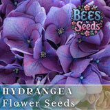 Nocturnal Nebula Hydrangea Seeds 85 or 250 Seeds Flower, Flower Seeds, Non GMO Hydrangea