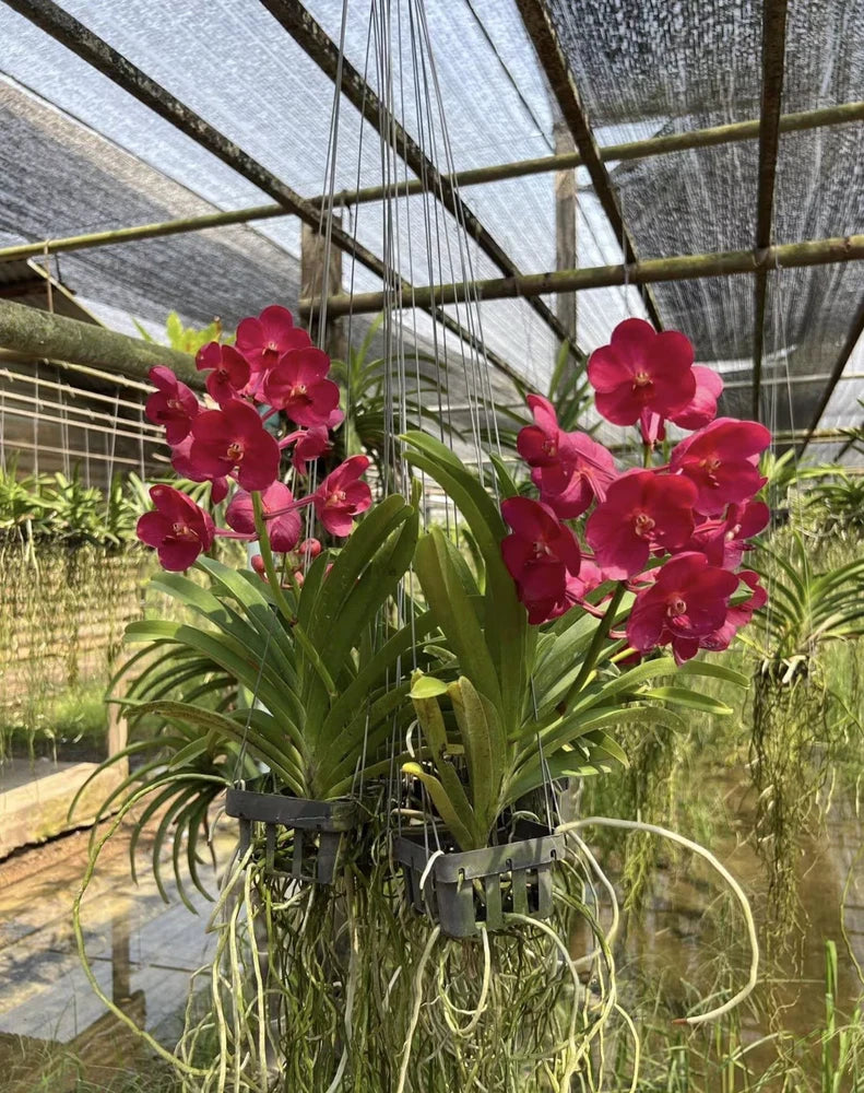 Pink orchid stems with green leaves in a hanging wire planter basket