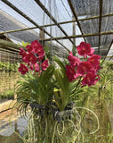 Vanda Saint Valentine Orchid: Fragrant Winter Bloom Dried Flower