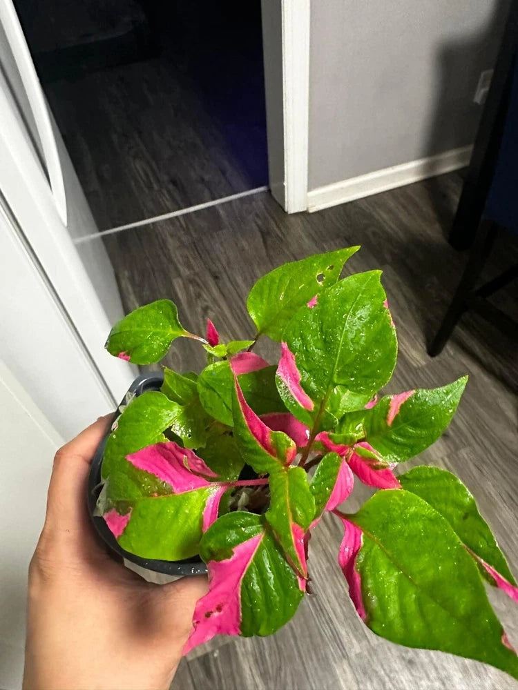 Potted orchid plant with bright pink blossoms and green leaves, held in hand