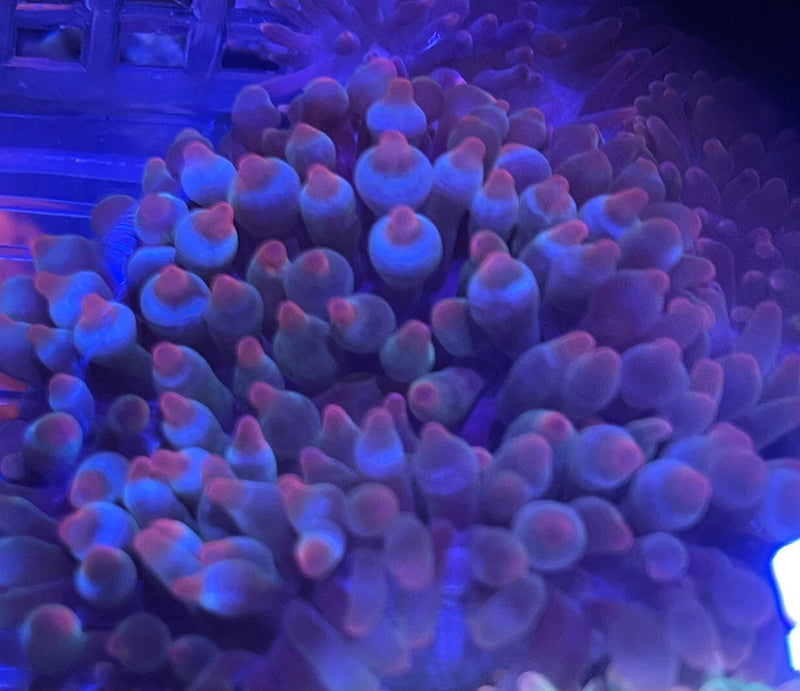 Assorted Rose-Tip Bubble Tip Anemone 3Ó Anemone