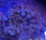 Assorted Rose-Tip Bubble Tip Anemone 3Ó Anemone