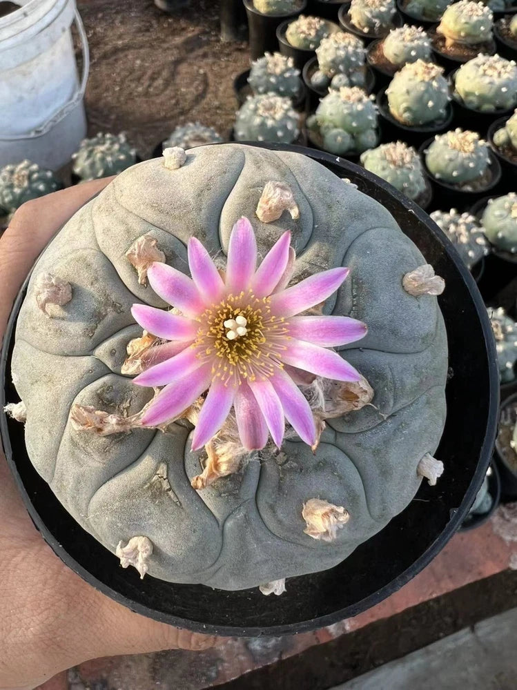 Multi Heads Succulent Plant  home Garden beautiful pot 6-11CM Seed growth Garden Plants