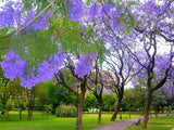 JACARANDA MIMOSIFOLIA,  BLUE rare flowering tree flamboyan delonix seed 10 seeds Orchids