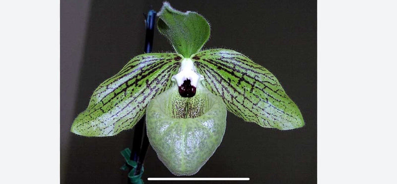 Green orchid flower with dark stripes and a maroon central lip, front view