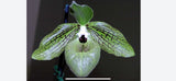 Green orchid flower with dark stripes and a maroon central lip, front view