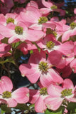 6 Unrooted Cuttings Pink Dogwood Heirloom Tree Rich Deep Pink Color Flowering Plants