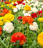__30 Mixed Ranunculus Seeds Ð Double Bloom Buttercups Colorful Spring Perennial Flowering Plants