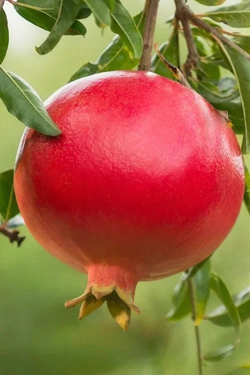Ripe pomegranate fruit on a tree branch with green leaves