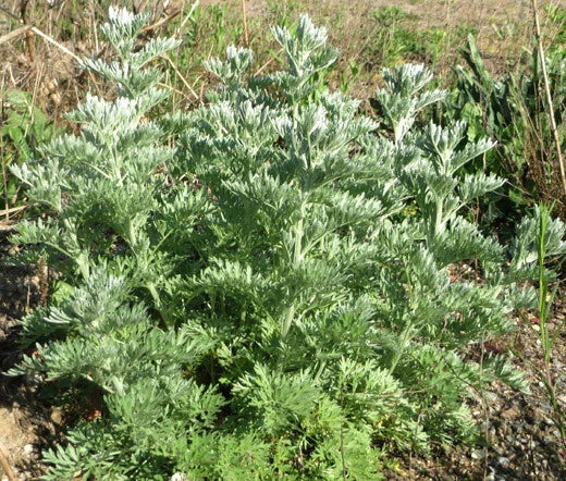 WORMWOOD Artemisia Absinthium - 1,000 Bulk Seeds Garden Plants