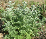 WORMWOOD Artemisia Absinthium - 1,000 Bulk Seeds Garden Plants