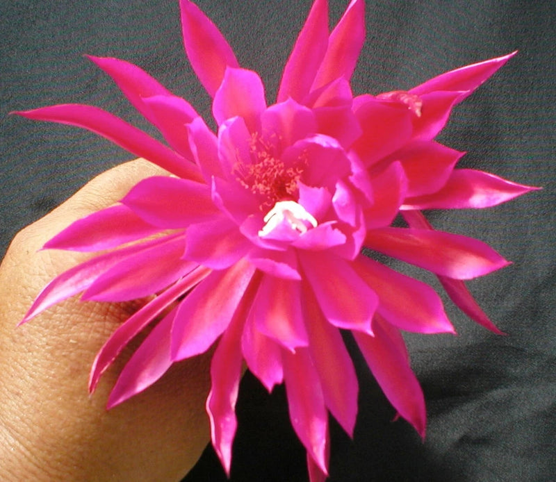 Pink orchid cactus bloom with layered pointed petals and bright center