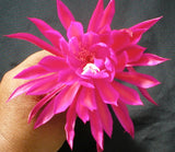 Epiphyllum, Orchid Cactus, " SEDONA SUNSET ", Don's Quart pots FEB/3 Orchids