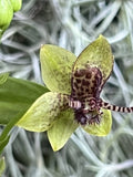 Trichoceros antennifer Orchids
