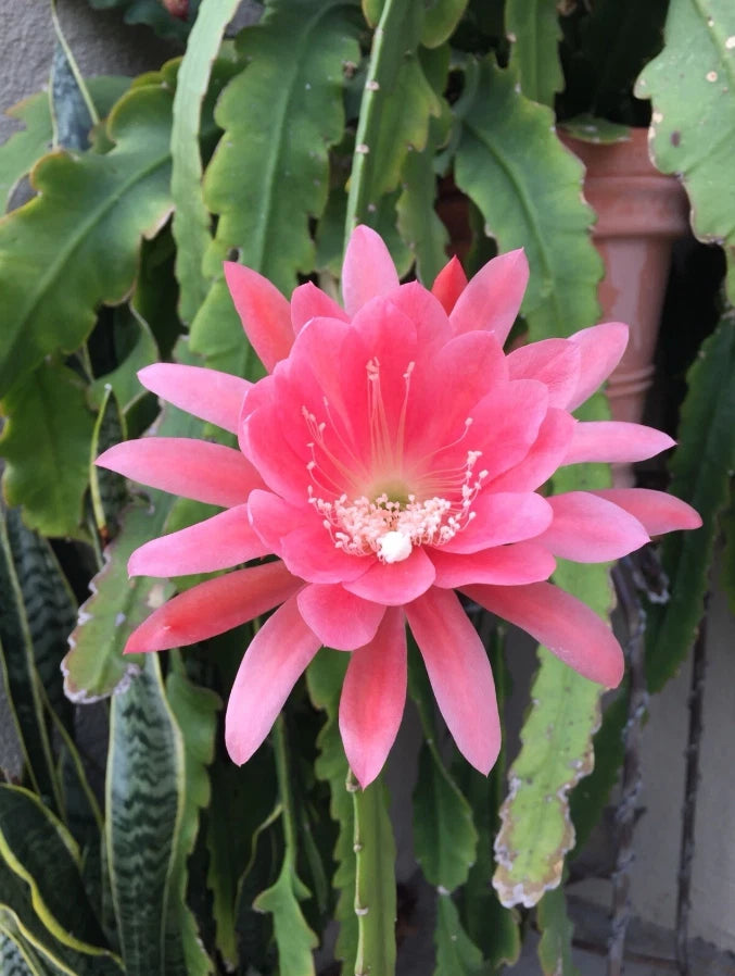 Pink epiphyllum orchid cactus flower with spiky petals and green cactus pads