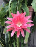 Pink epiphyllum orchid cactus flower with spiky petals and green cactus pads
