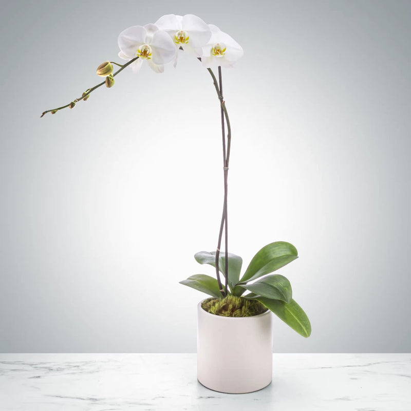 Orchid Plant - Flowering - Get a sellers choice unique antique pot Orchids