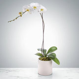 Orchid Plant - Flowering - Get a sellers choice unique antique pot Orchids