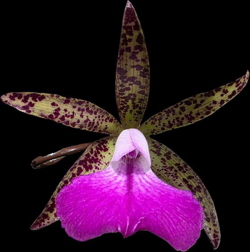 Purple orchid with speckled petals and a prominent ruffled magenta lip