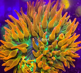 2Ó Mini Rainbow Bubble Bubble Tip Anemone Reef Tank Live Frag Anemone