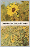 Flowers~Sunflowers Kansas State Flower~Vintage Postcard Sunflower
