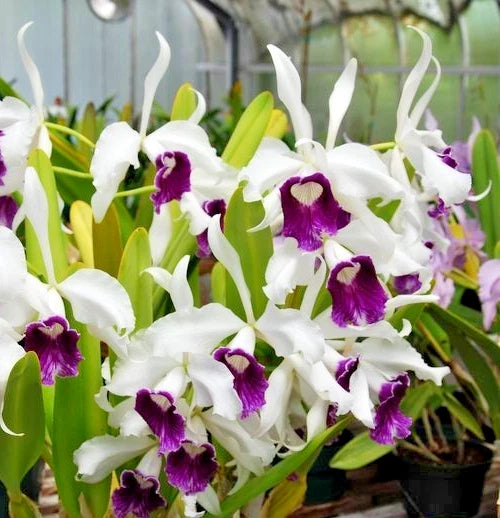 White and purple orchid flowers in black pot with green leaves