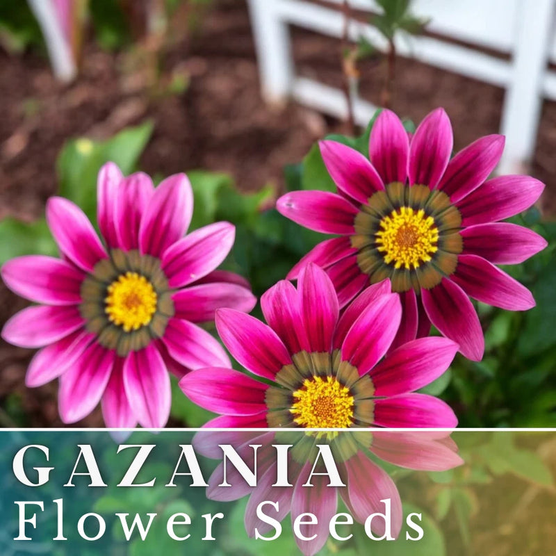 75+ Gazania Seeds -Mystic Flame- Fragrant - Fresh Flower Seeds Non GMO Flowering Plants