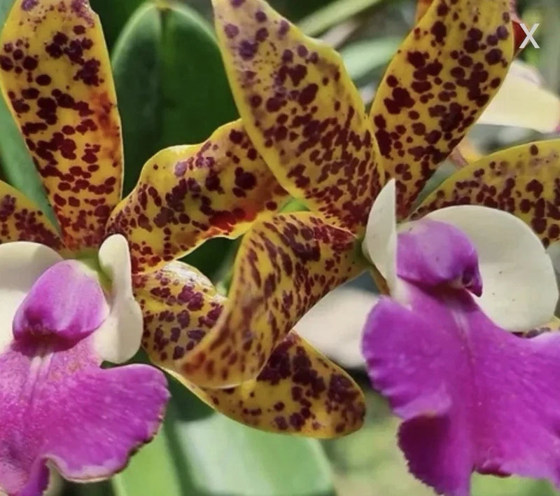 Purple orchid blooms with yellow speckled petals and green leaves
