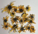 Dried Blacked Eyed Susan Flower Heads  Decor Project Crafting Seeds Dried Flower