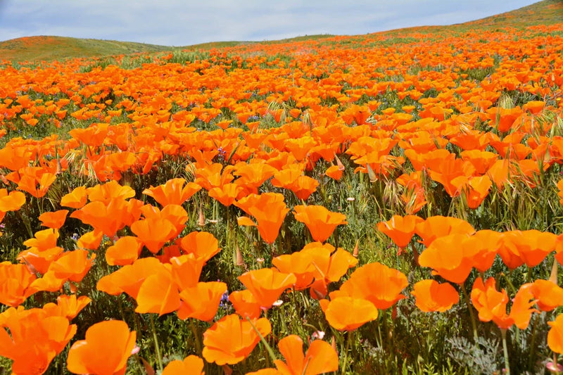 1000 ORANGE CALIFORNIA POPPY Eschscholzia Californica Flower Seeds Flowering Plants