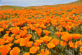 1000 ORANGE CALIFORNIA POPPY Eschscholzia Californica Flower Seeds Flowering Plants