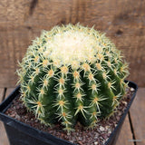 D1704 ECHINOCACTUS GRUSONII BREVISPINUS pot14-H12-W14 cm MaMa Cactus Green Plant