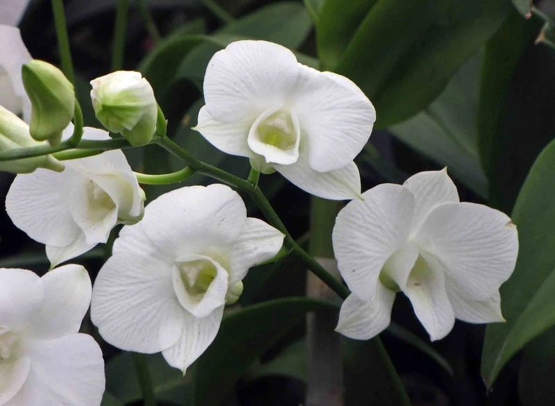 (725-3) Den.Diamond White       FS Orchids