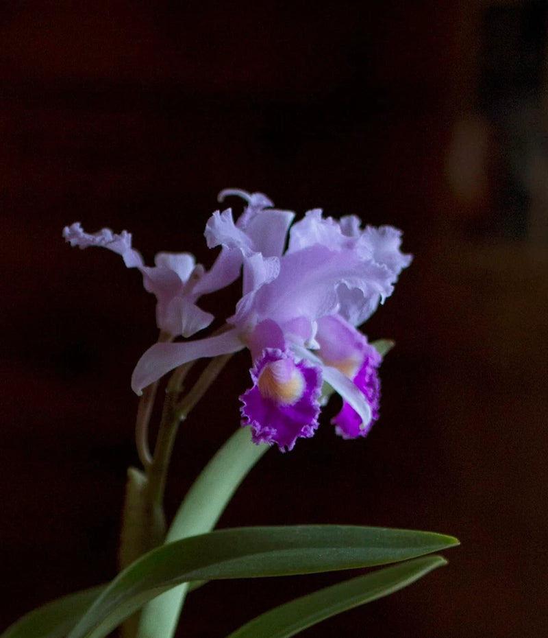 Purple orchid hybrid with lavender petals and magenta center, green leaves