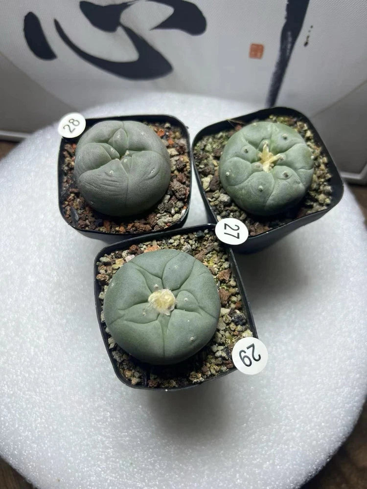 3pc 4-5cm LF Succulent Cactus Beautiful Garden Decoration#27 28 29 Garden Plants