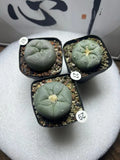 3pc 4-5cm LF Succulent Cactus Beautiful Garden Decoration#27 28 29 Garden Plants