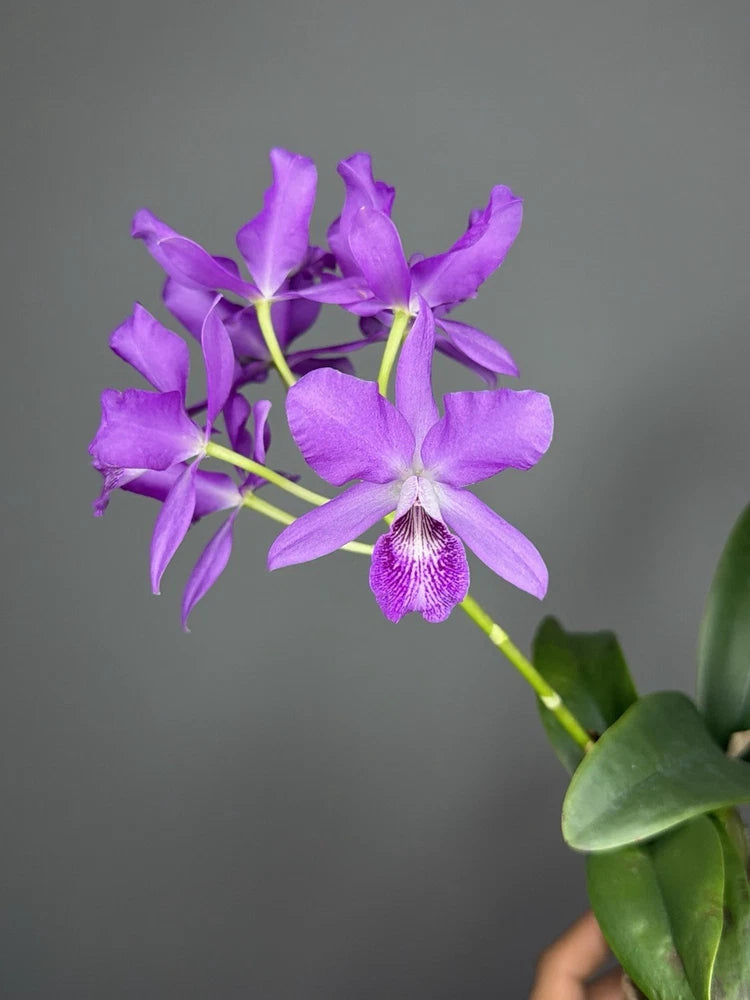 Purple Cattleya hybrid orchid with five star-shaped blossoms and green leaves