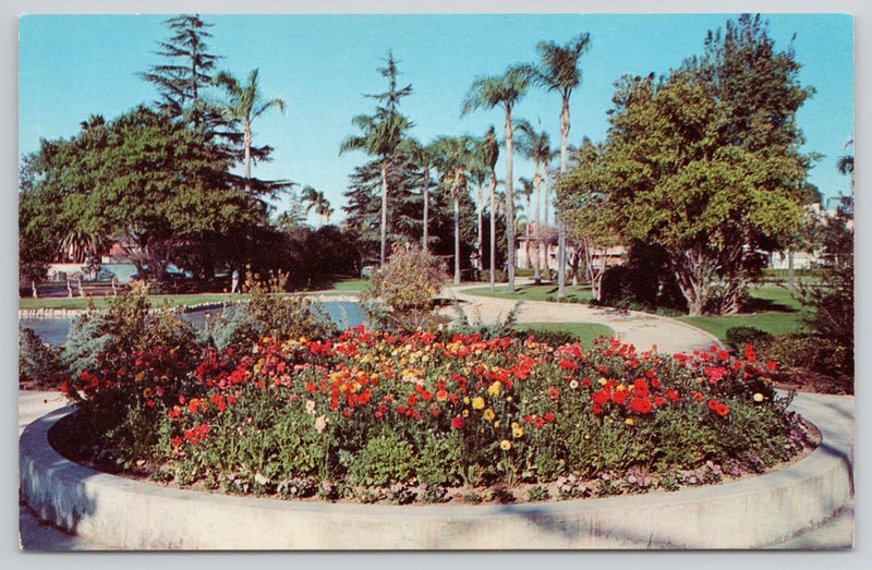 Ranunculus Flowers Horticulture Garden Anaheim City Park CA California Postcard Ranunculus