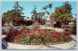 Ranunculus Flowers Horticulture Garden Anaheim City Park CA California Postcard Ranunculus